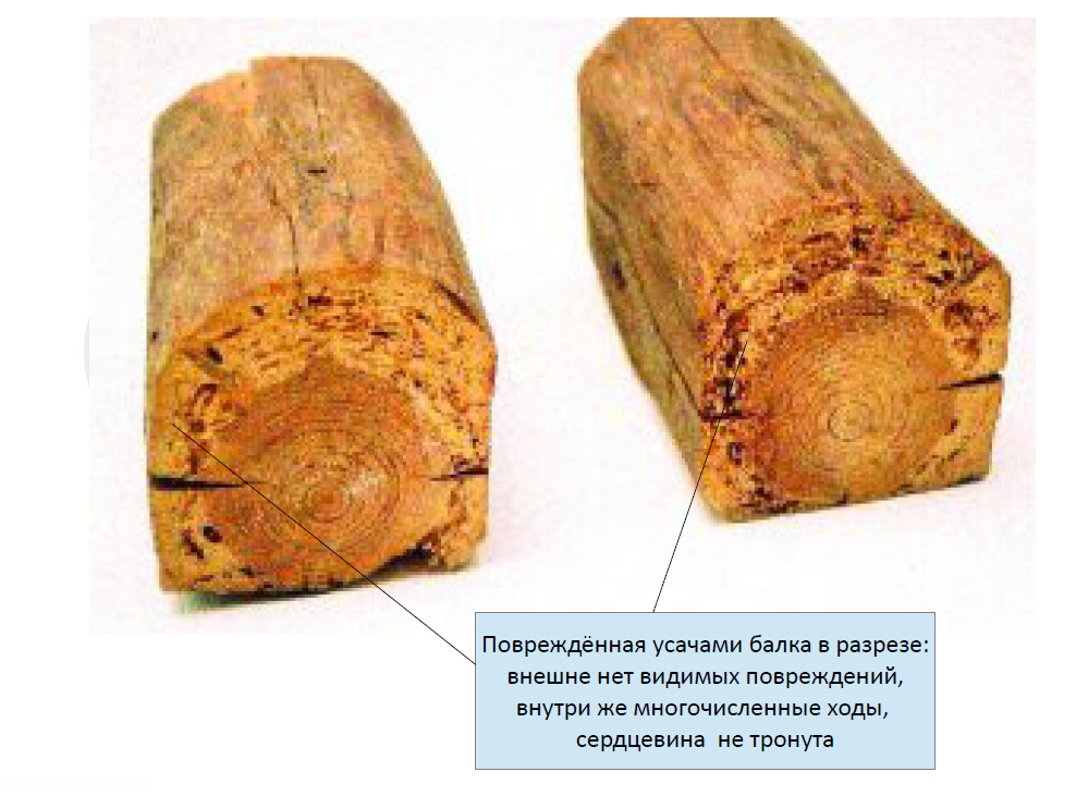 Жуки в срубе, досках, бревнах деревянного дома