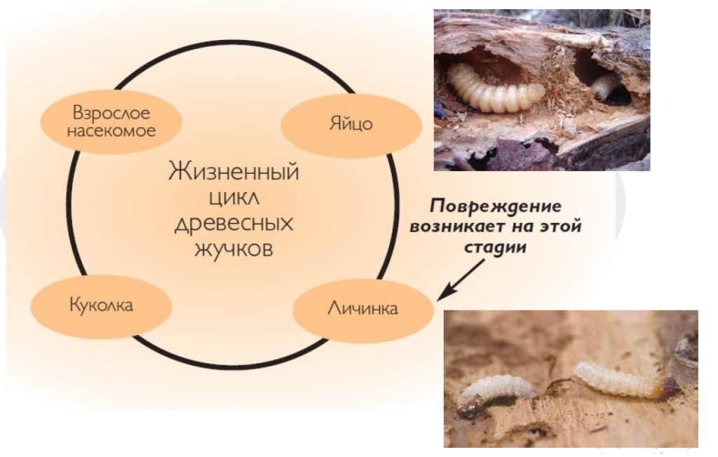 Жуки в срубе, досках, бревнах деревянного дома