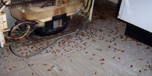 Поморить тараканов в квартире в Старом Осколе, цены