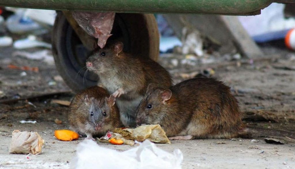 Травить грызунов крыс и мышей в Старом Осколе