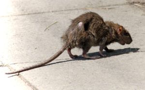 Фирма по уничтожению грызунов, крыс и мышей в Старом Осколе