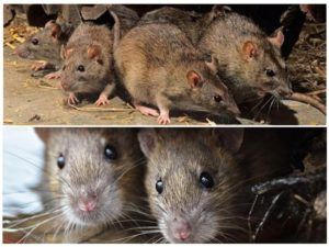 Травить грызунов крыс и мышей в Старом Осколе