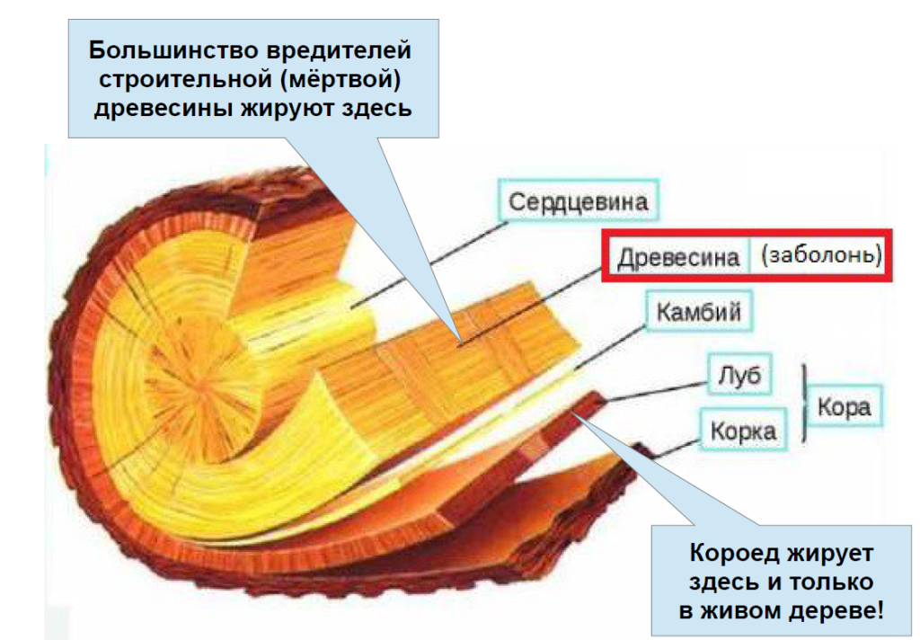 Жуки в срубе, досках, бревнах деревянного дома