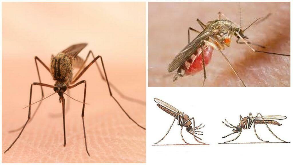 Уничтожение комаров в Старом Осколе