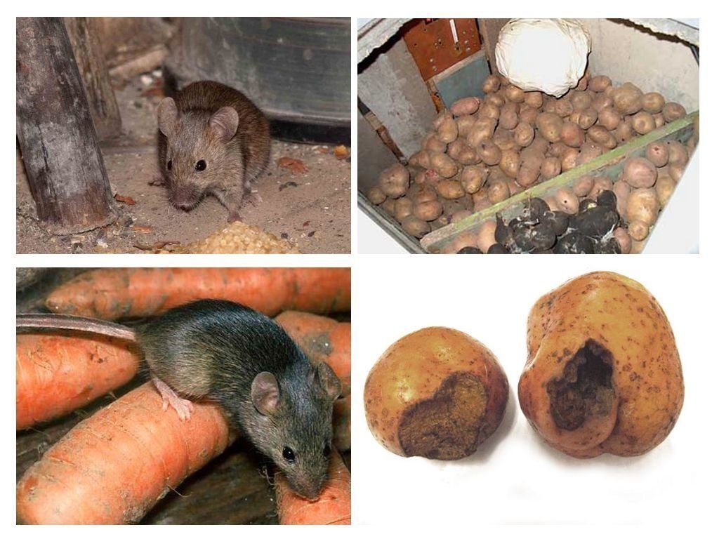 Обработка от грызунов крыс и мышей в Старом Осколе