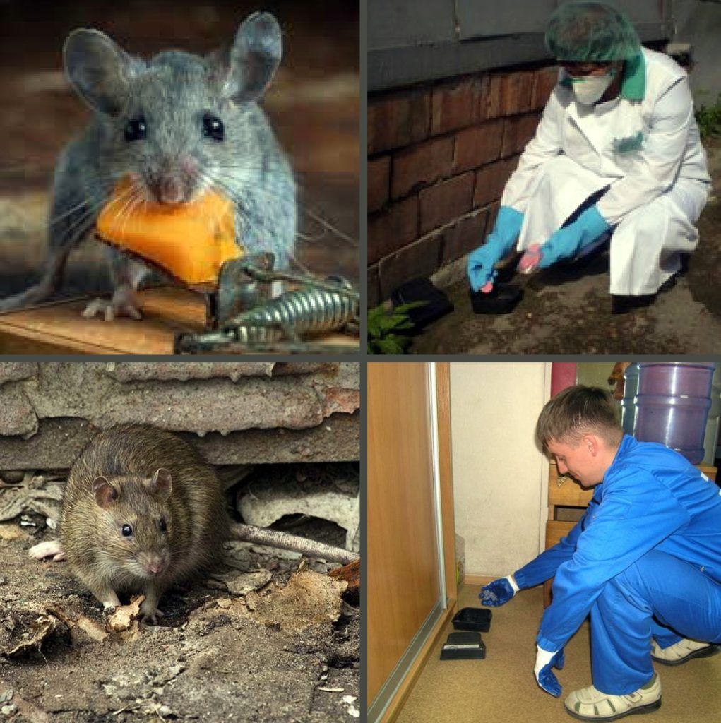 Дезинфекция от грызунов, крыс и мышей в Старом Осколе