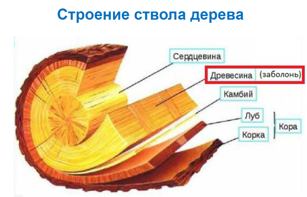 строение ствола дерева