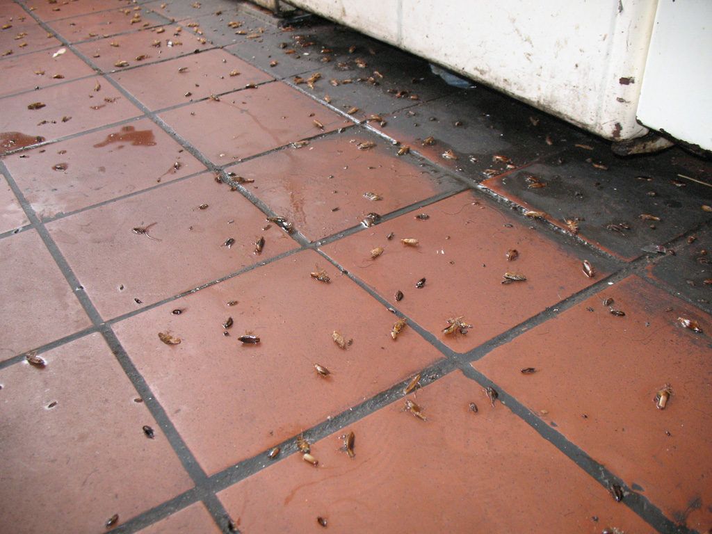 Уничтожение тараканов в квартире в Старом Осколе 