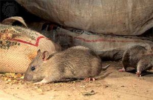 Дератизация от грызунов от крыс и мышей в Старом Осколе