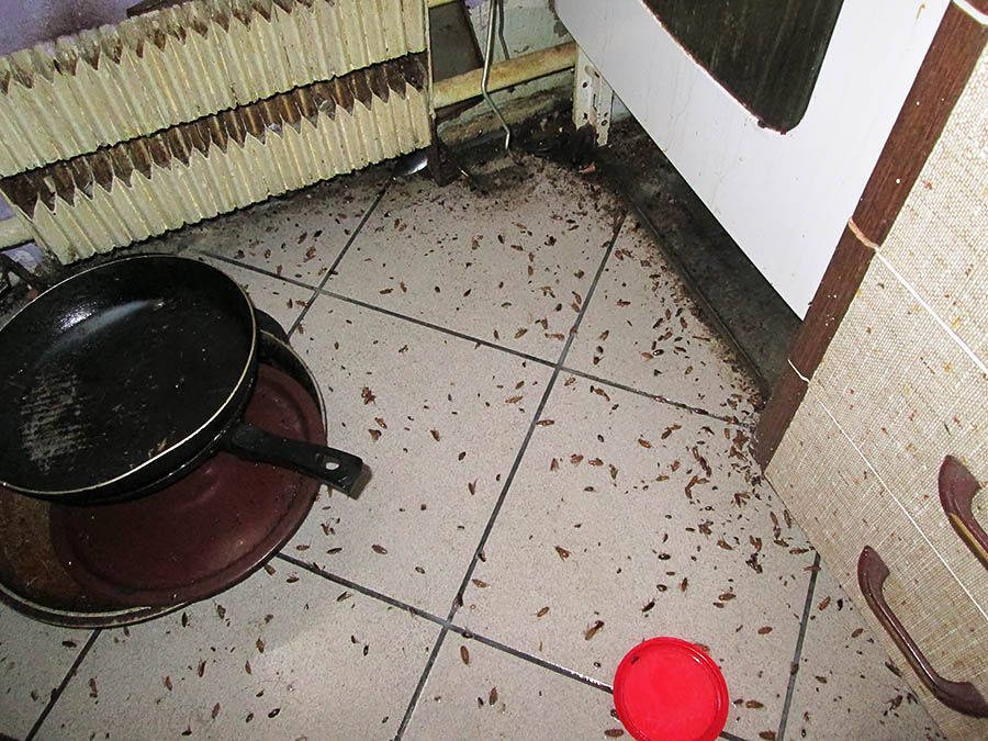 Санэпидемстанция от тараканов в Старом Осколе, вызвать, цены